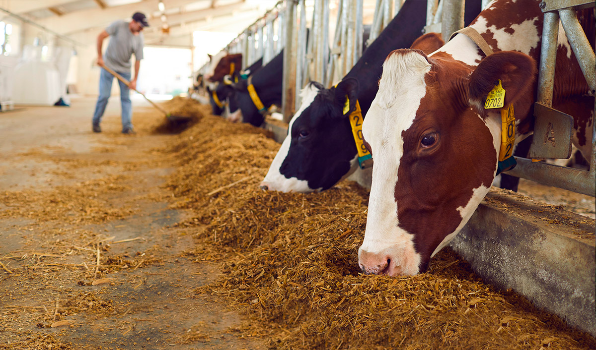 Imagen de vaca alimentándose