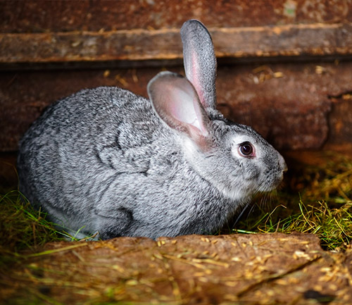 Imagen de un conejo comiendo