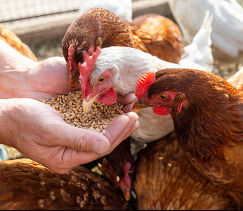 Imagen de gallinas ponedoras comiendo pienso de calidad