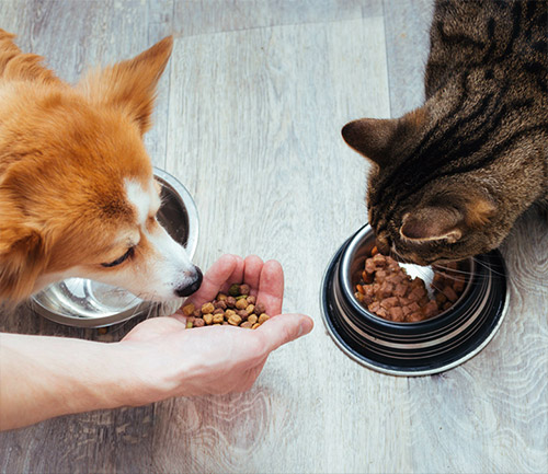 Imagen de un gato y un perro comiendo pienso de calidad