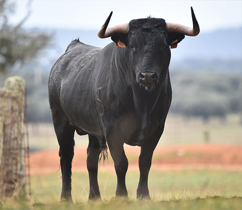 Imagen de un toro pastando en el campo