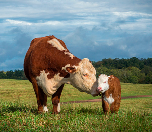 Imagen de una vaca y un ternero comiendo